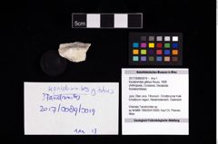 Foto (Objekt + Etikett) von Konidromites gibbus (Reuss, 1858)  (NHMW-GEO-2017-0089-0019)